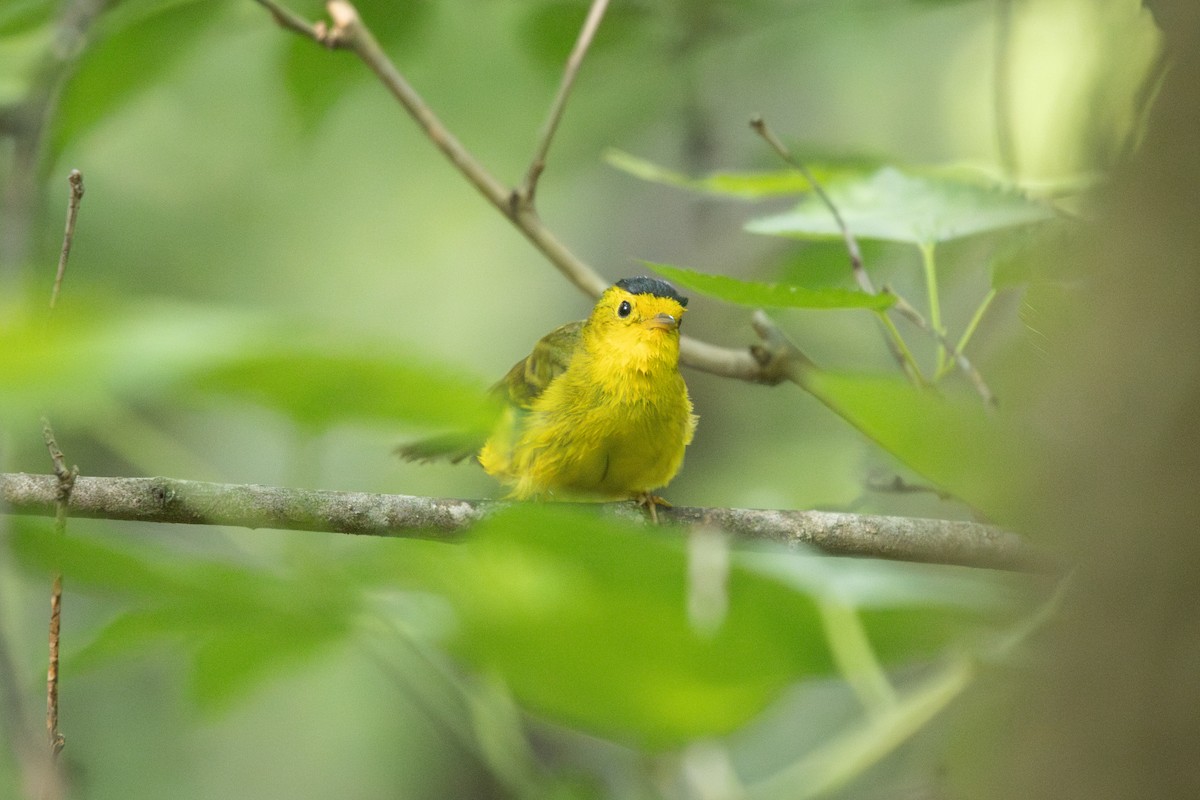 Wilson's Warbler - ML635853164