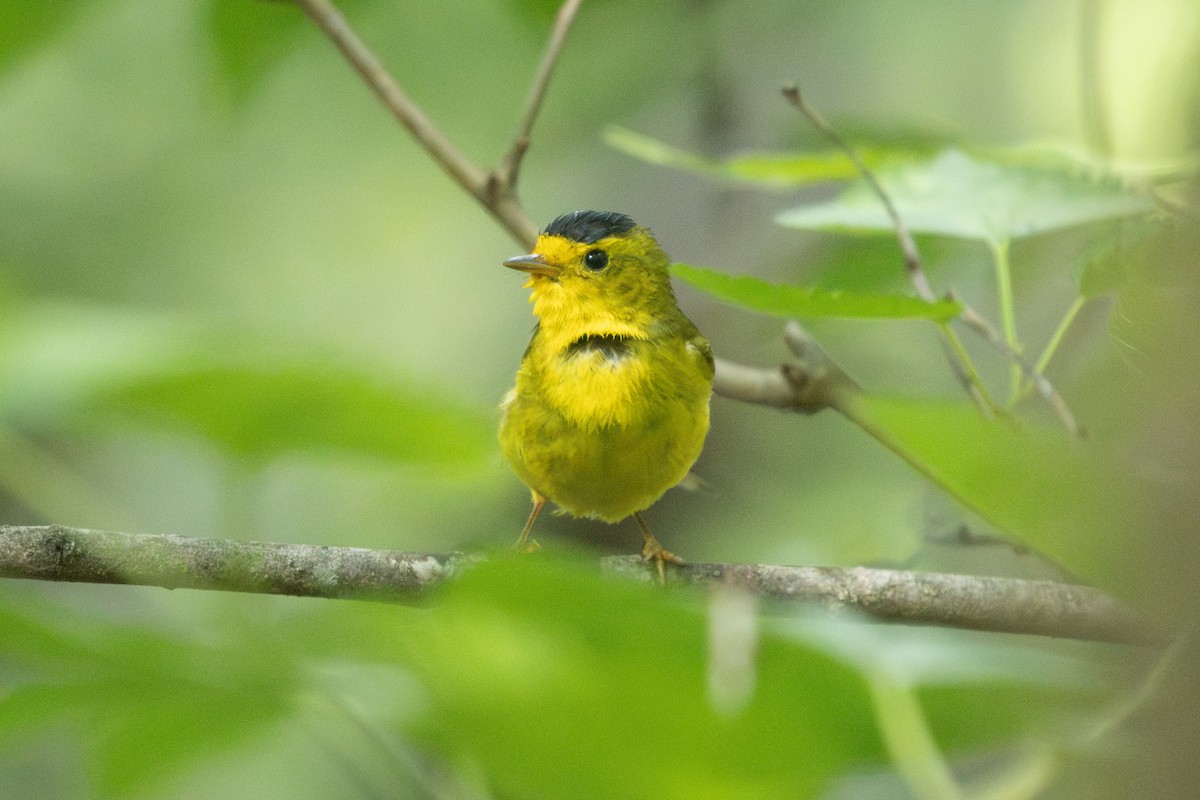 Wilson's Warbler - ML635853166