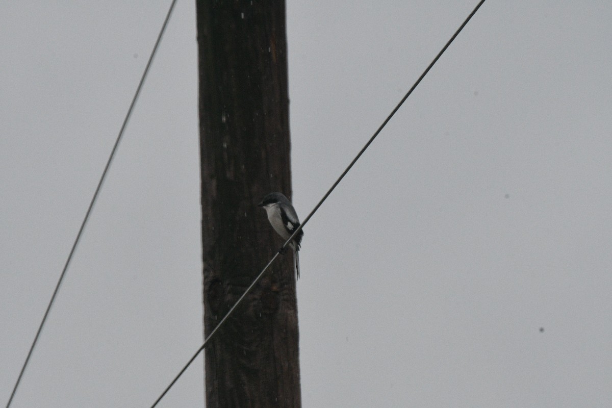 Loggerhead Shrike - ML635853199