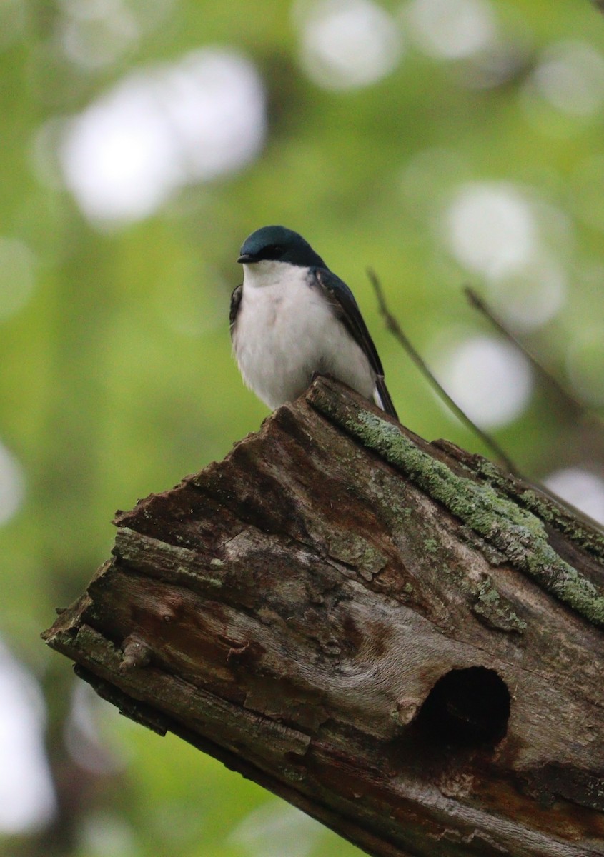 Tree Swallow - ML635853255