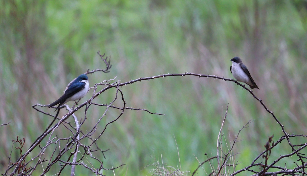 Tree Swallow - ML635853264