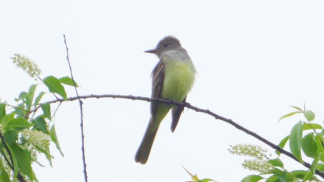 Great Crested Flycatcher - ML635853299