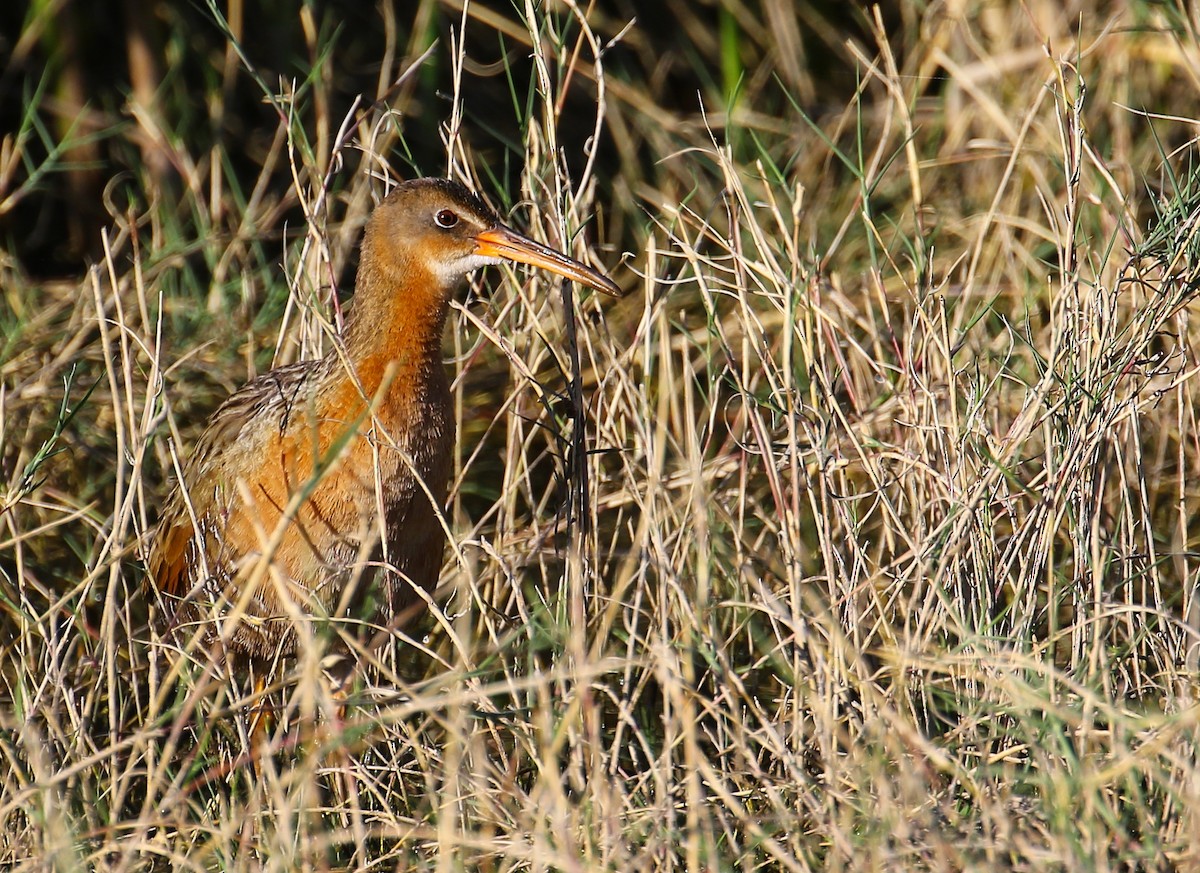 Aztec Rail - ML635853471