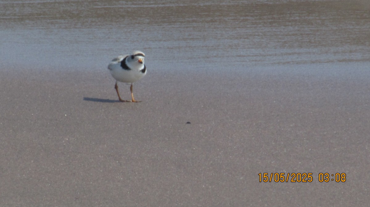 Piping Plover - ML635853511