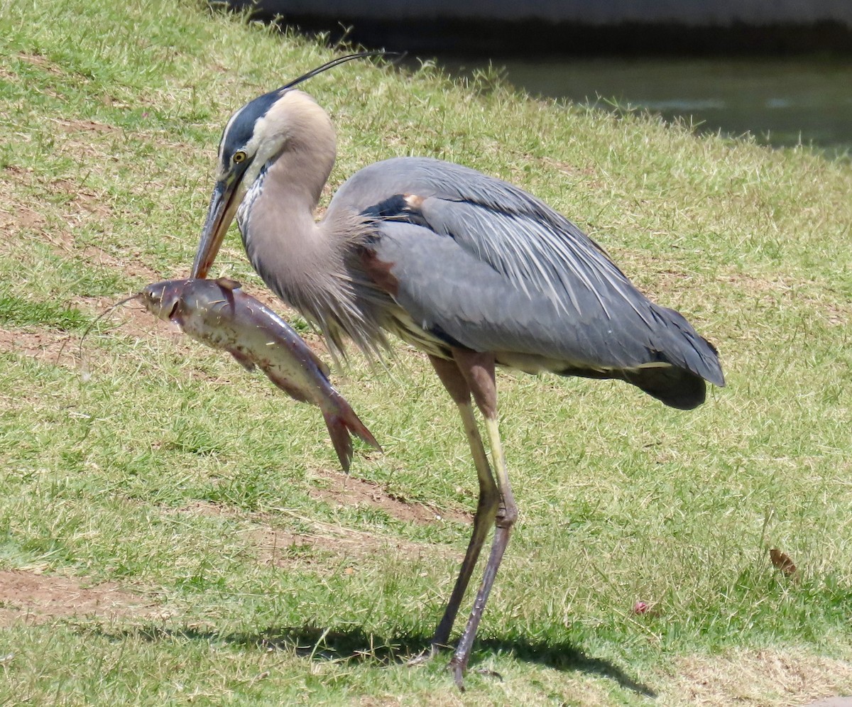 Great Blue Heron - ML635853555