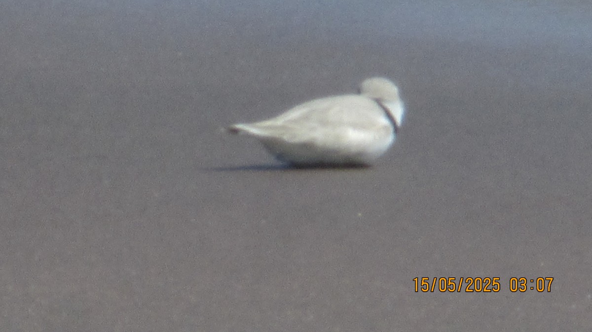 Piping Plover - ML635853610
