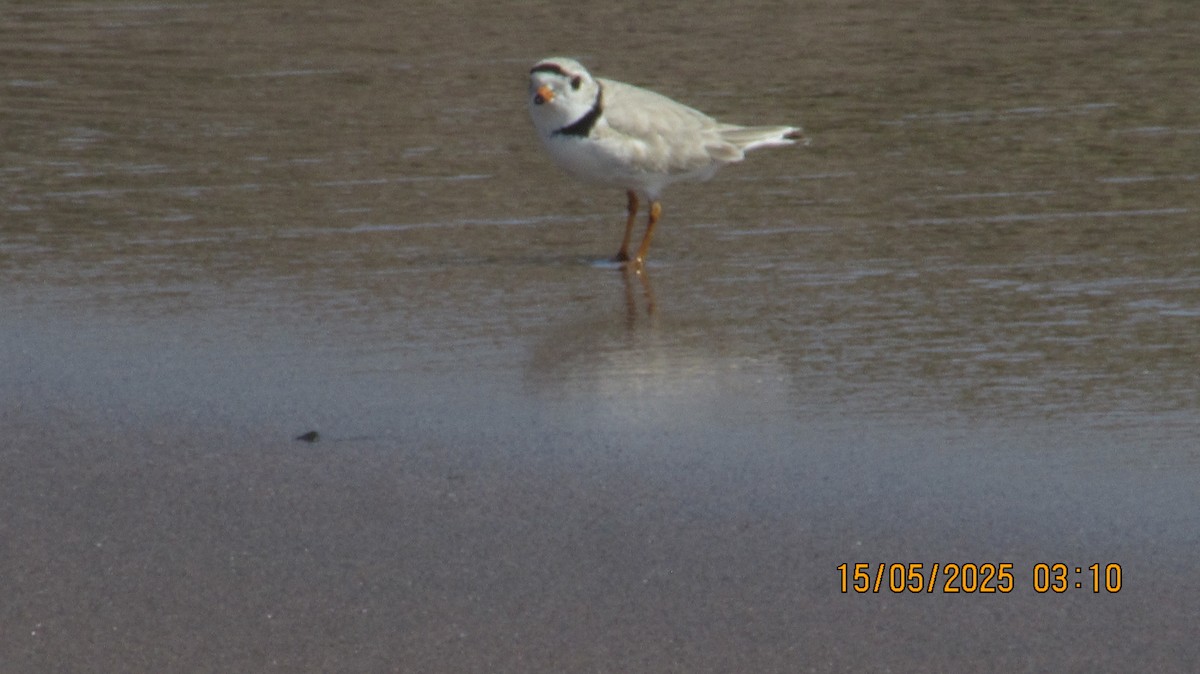Piping Plover - ML635853611