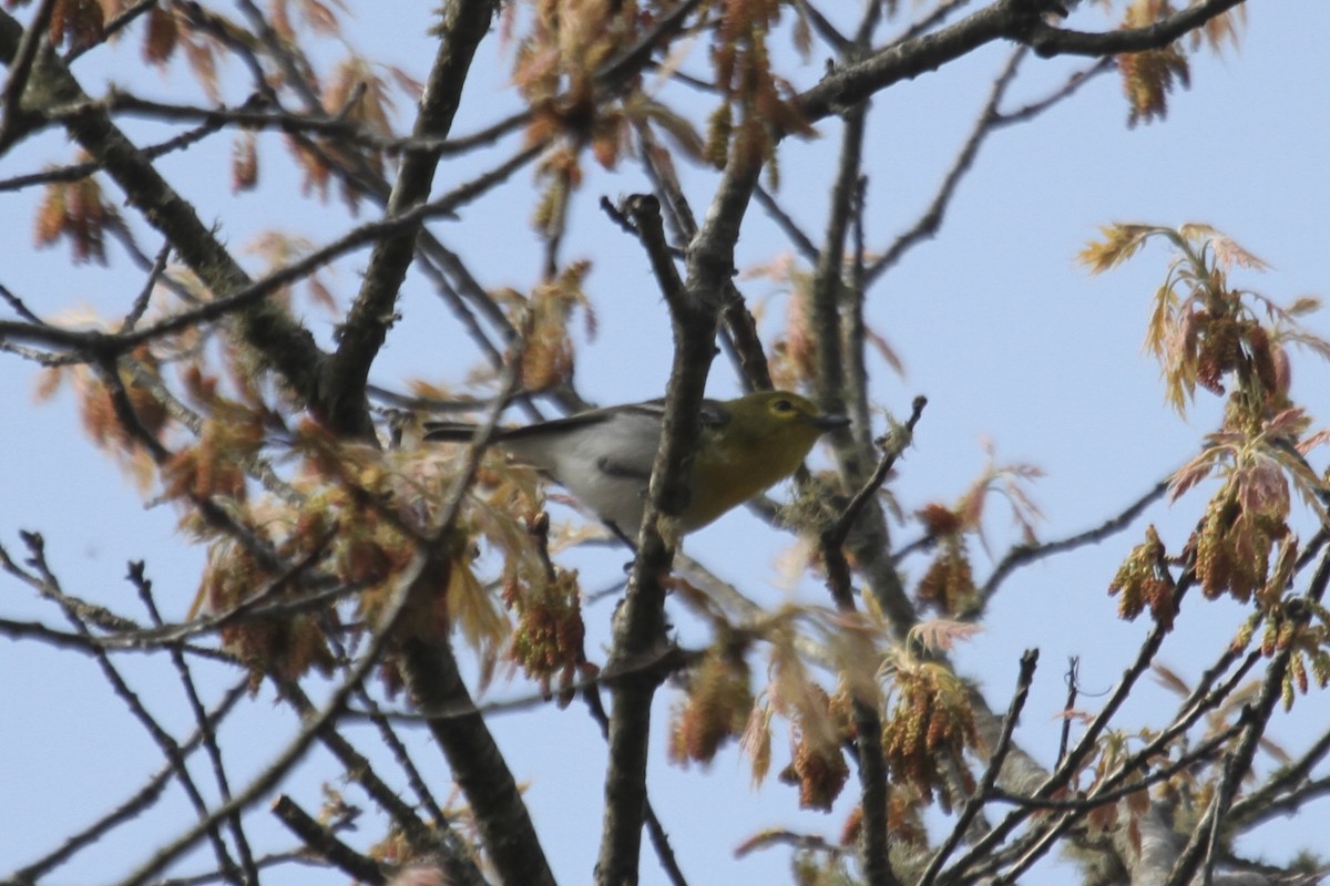 Yellow-throated Vireo - ML635853653