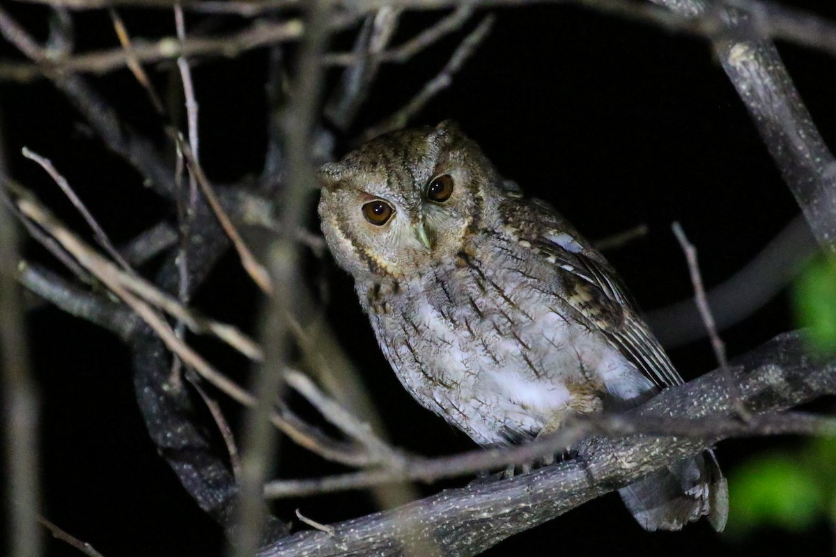 Balsas Screech-Owl - ML635853779