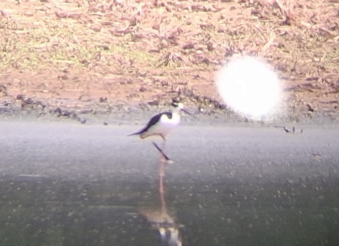 Black-necked Stilt - ML635853839