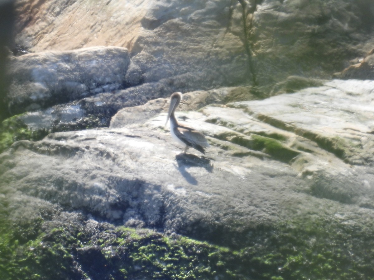 pelikán hnědý - ML635854336