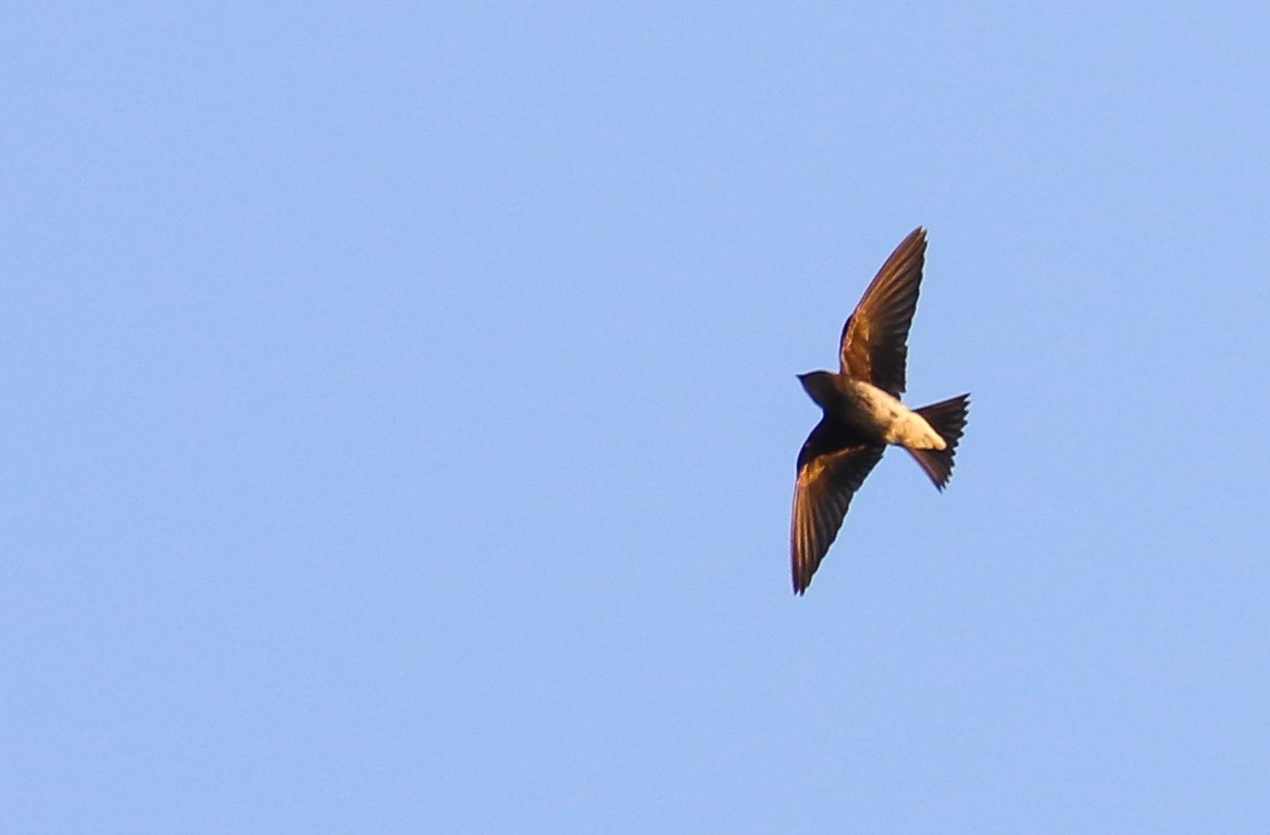 Hirondelle du Sinaloa - ML635854337