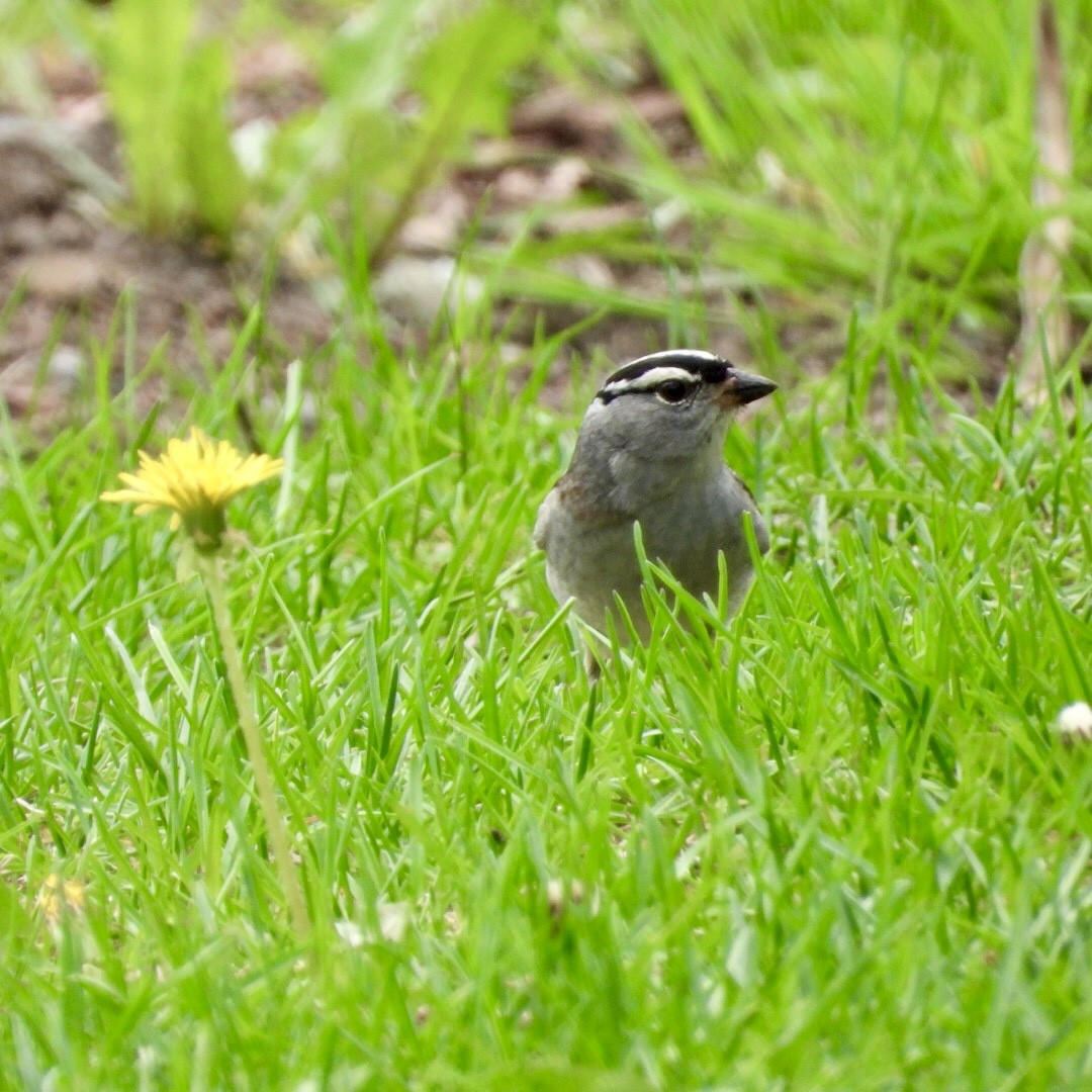 White-crowned Sparrow - ML635854466