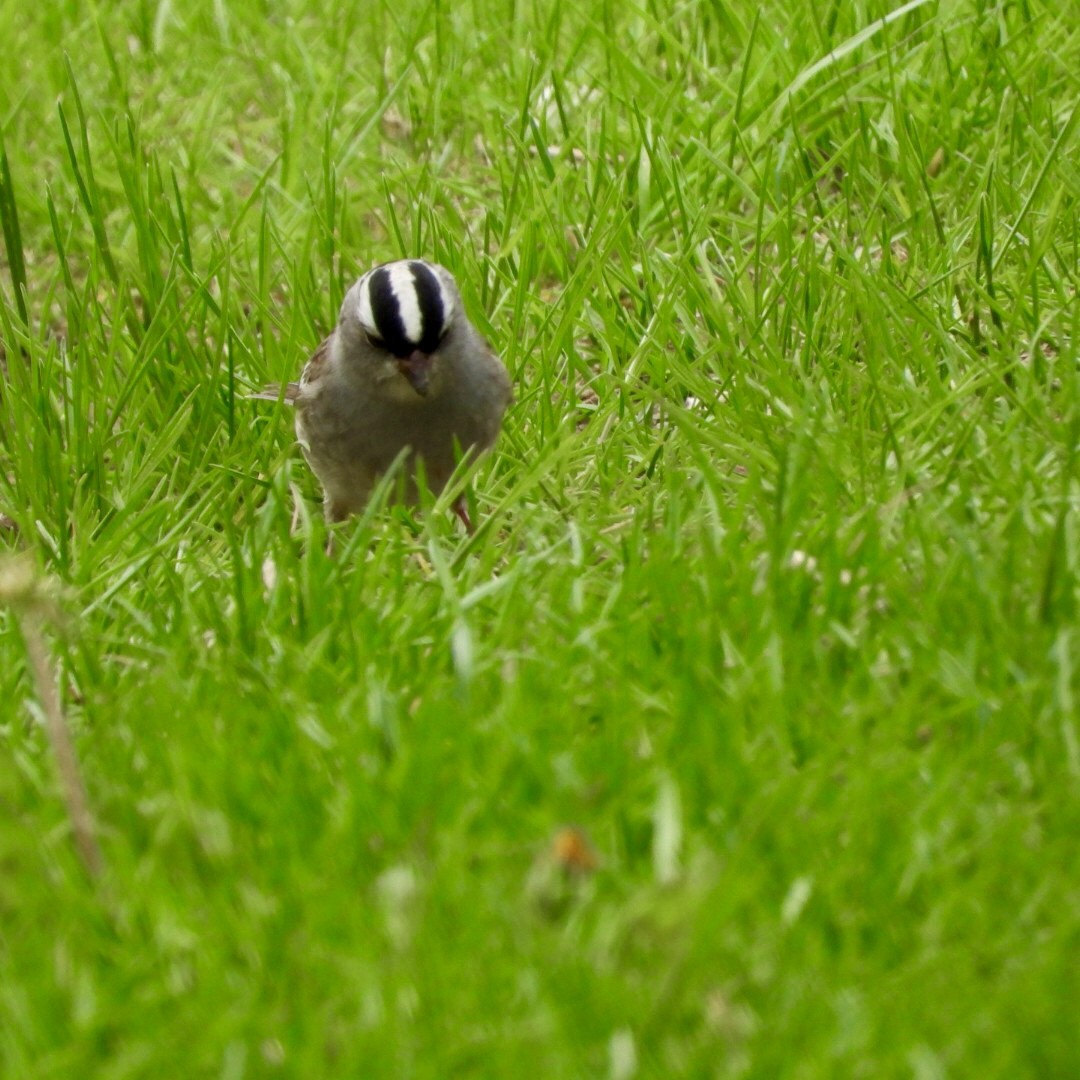White-crowned Sparrow - ML635854467