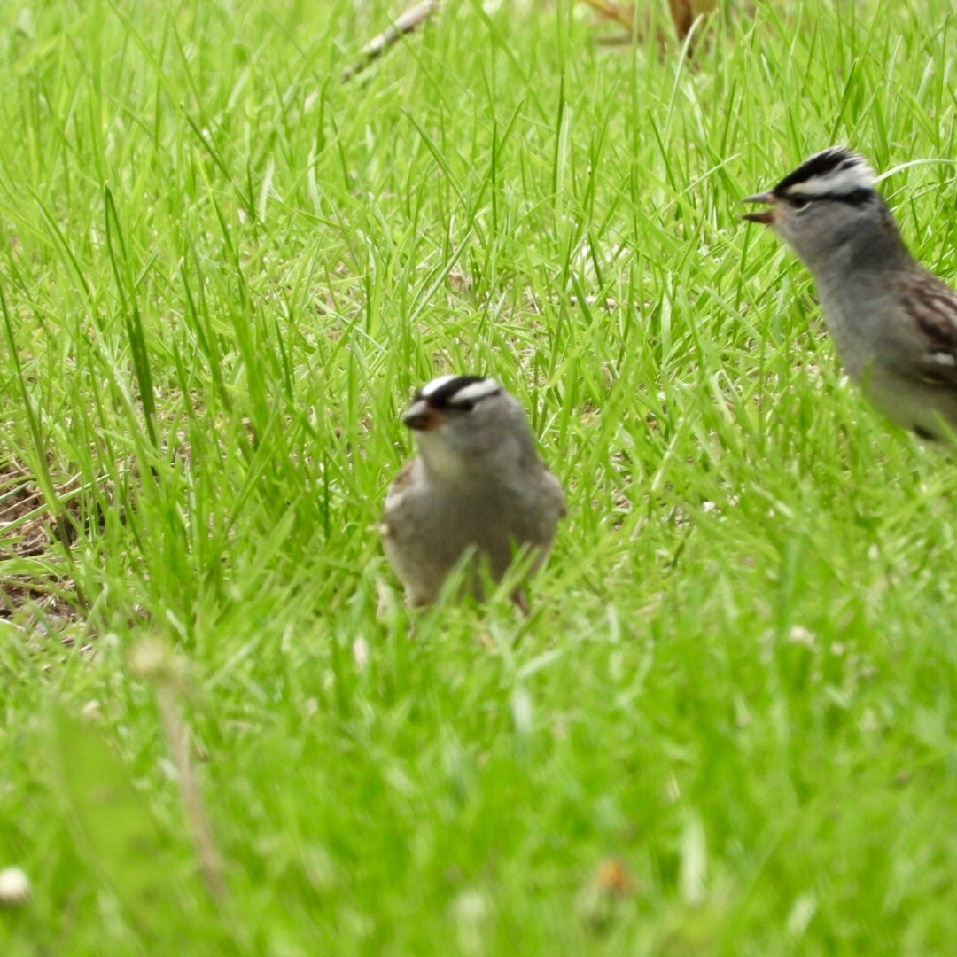 White-crowned Sparrow - ML635854468