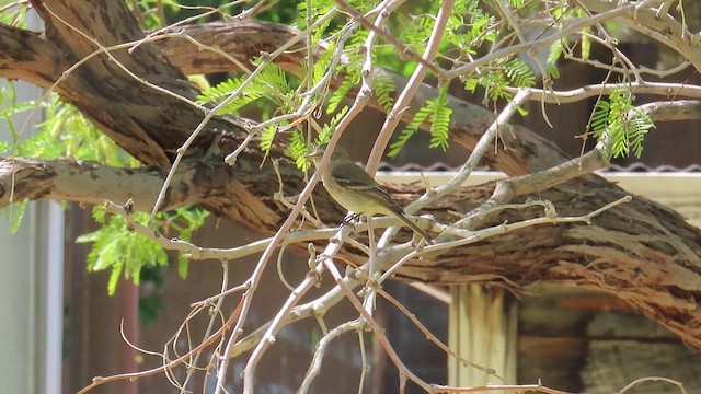 Gray Flycatcher - ML635854492