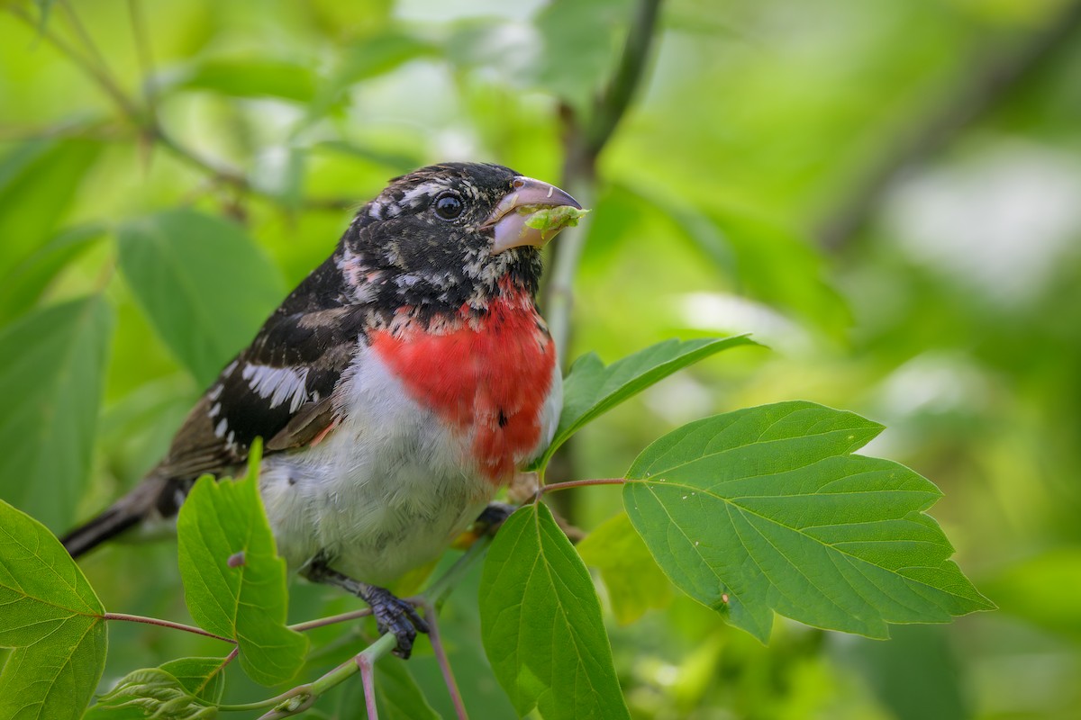Rose-breasted Grosbeak - ML635854497