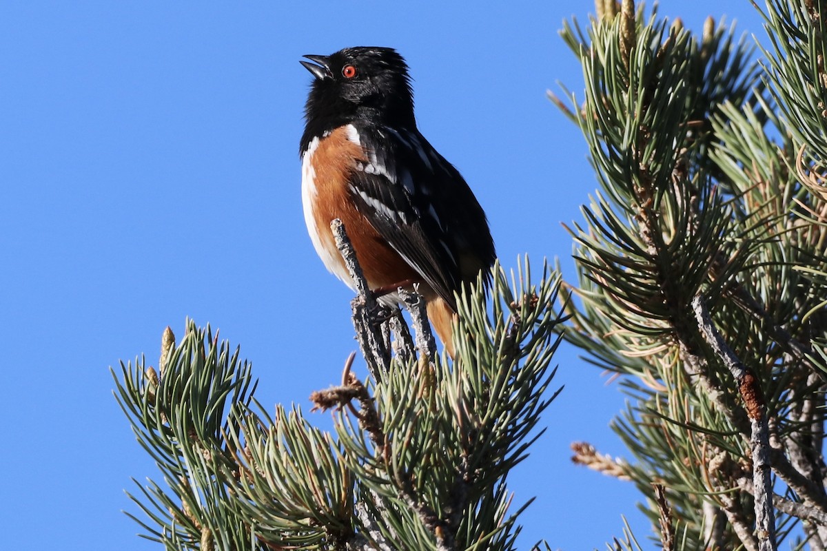 Spotted Towhee - ML635854536