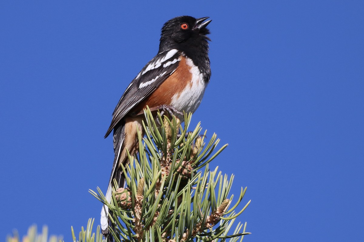Spotted Towhee - ML635854537