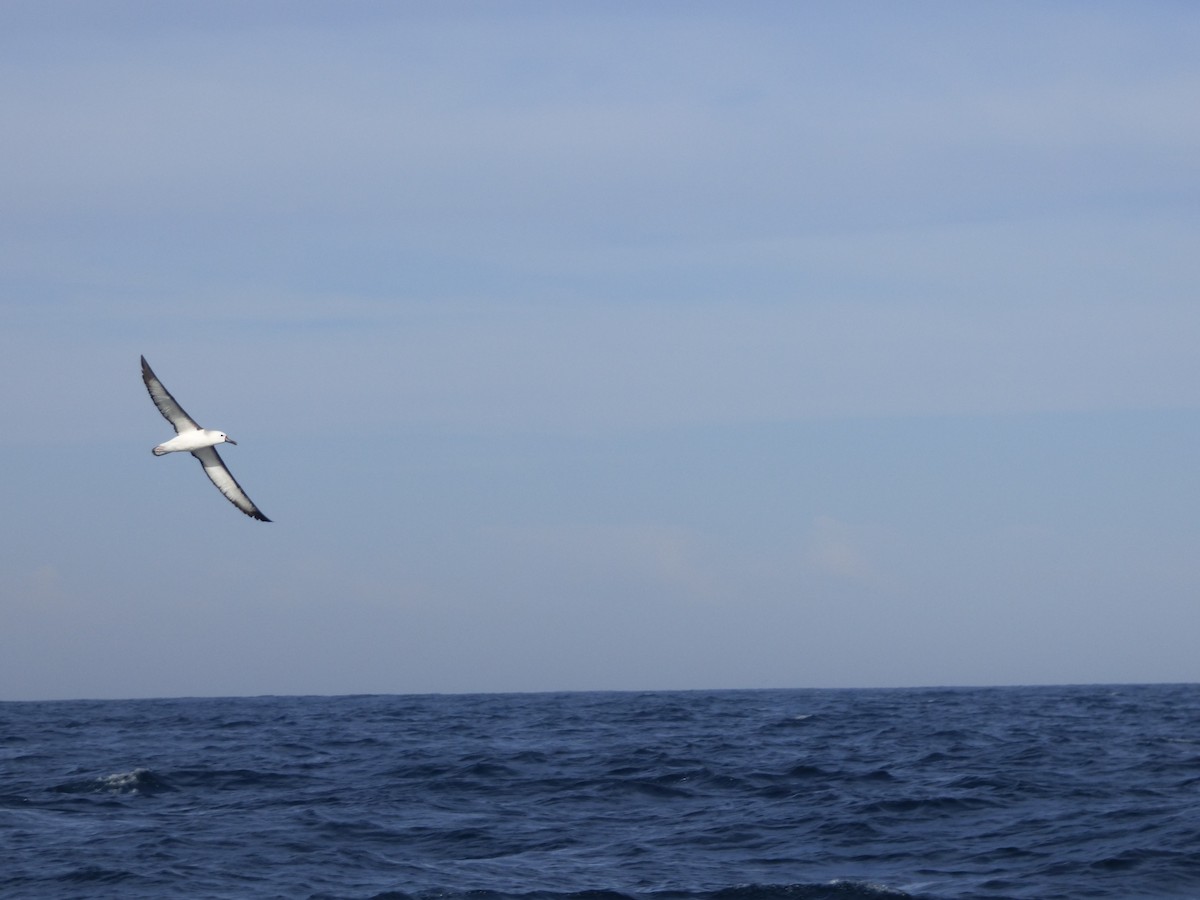 Atlantic Yellow-nosed Albatross - ML635854609
