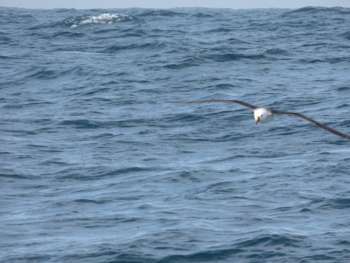 Atlantic Yellow-nosed Albatross - ML635854611