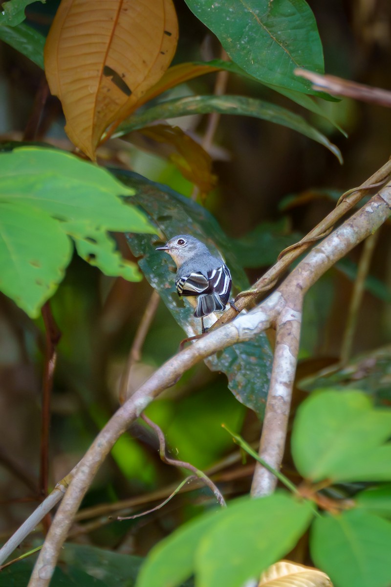 Amazonian Elaenia - ML635854643