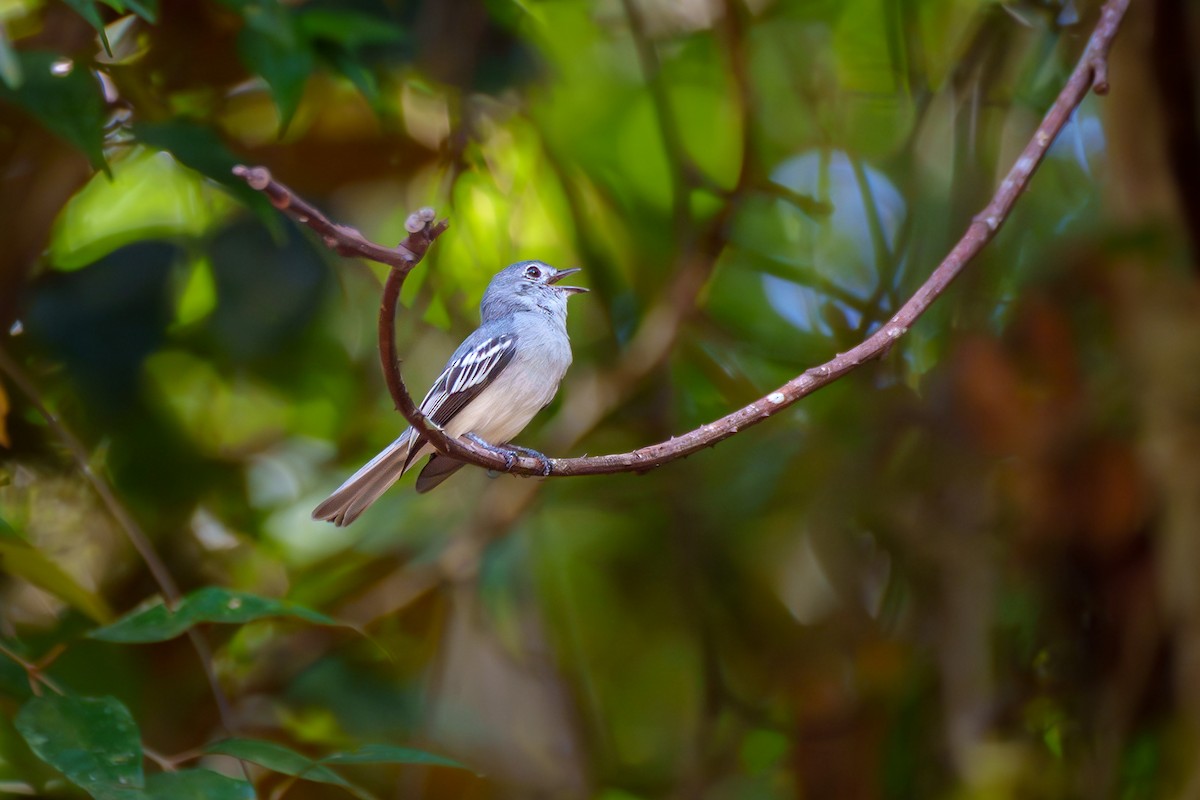 Amazonian Elaenia - ML635854644