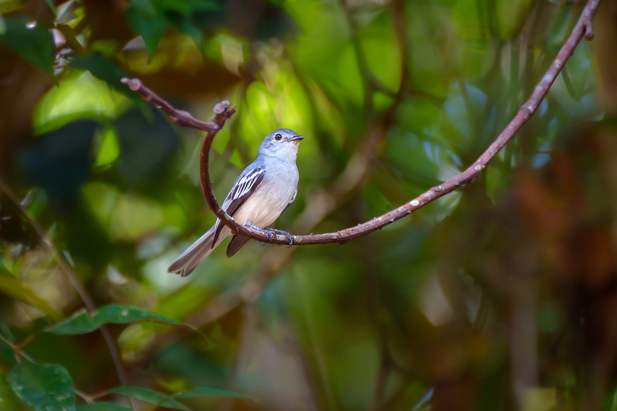 Amazonian Elaenia - ML635854645