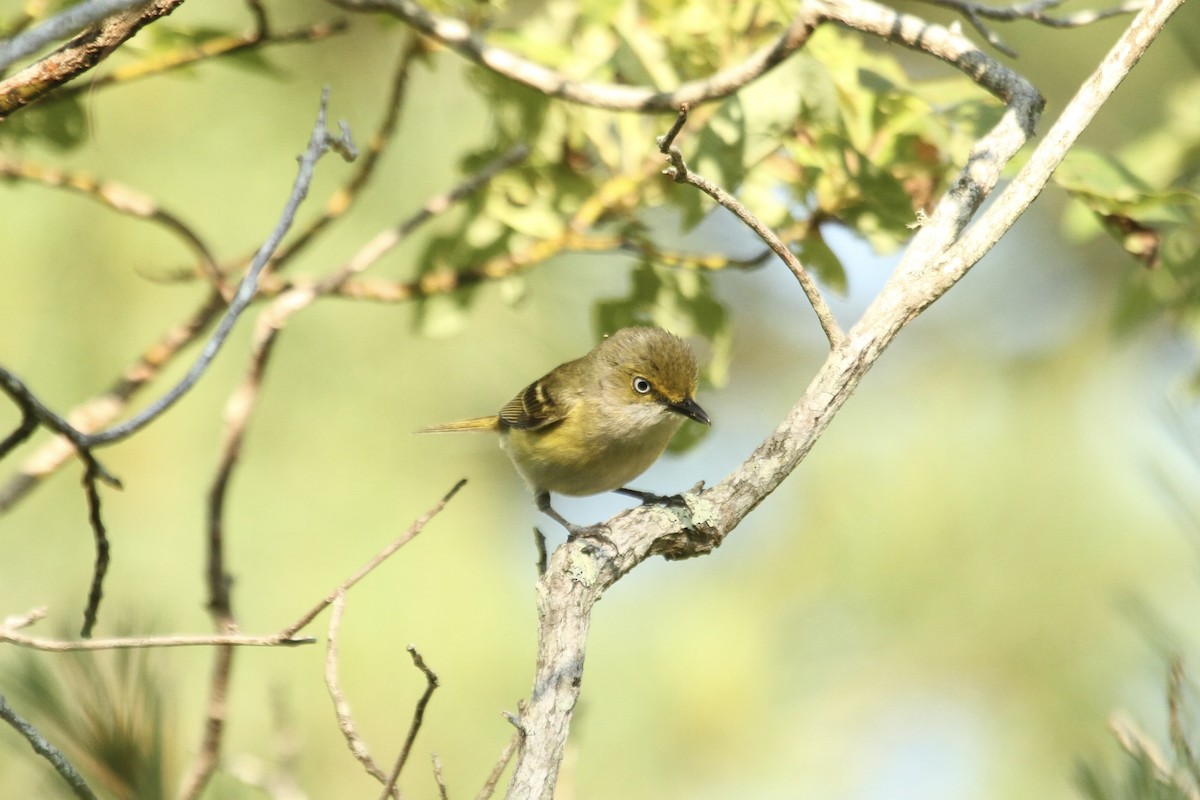 White-eyed Vireo - ML635854673