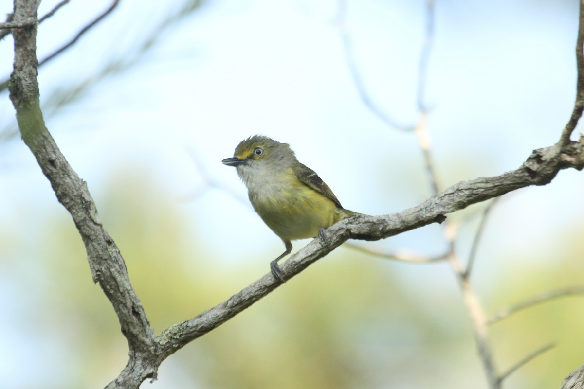 White-eyed Vireo - ML635854674