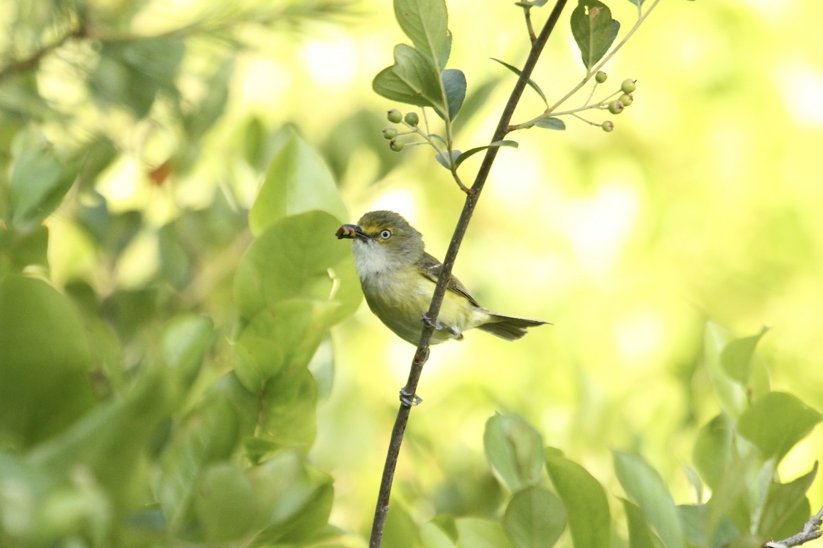 White-eyed Vireo - ML635854675