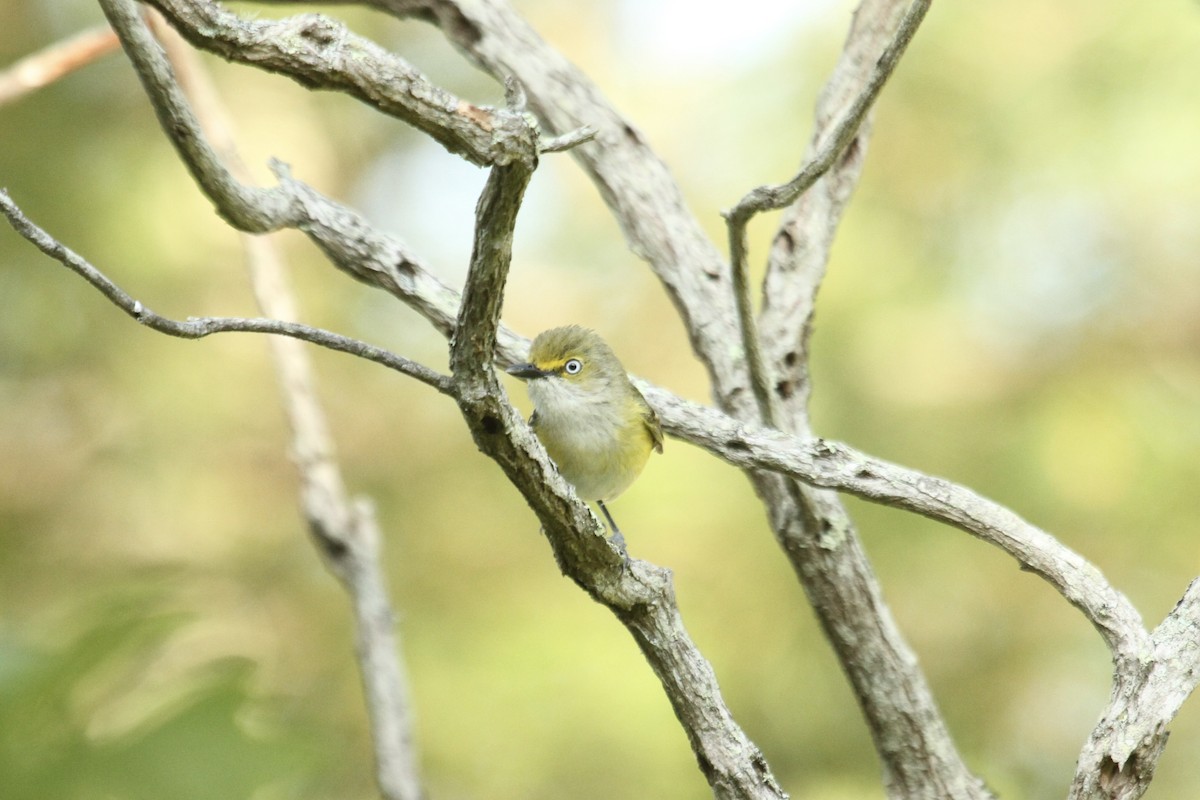 White-eyed Vireo - ML635854676