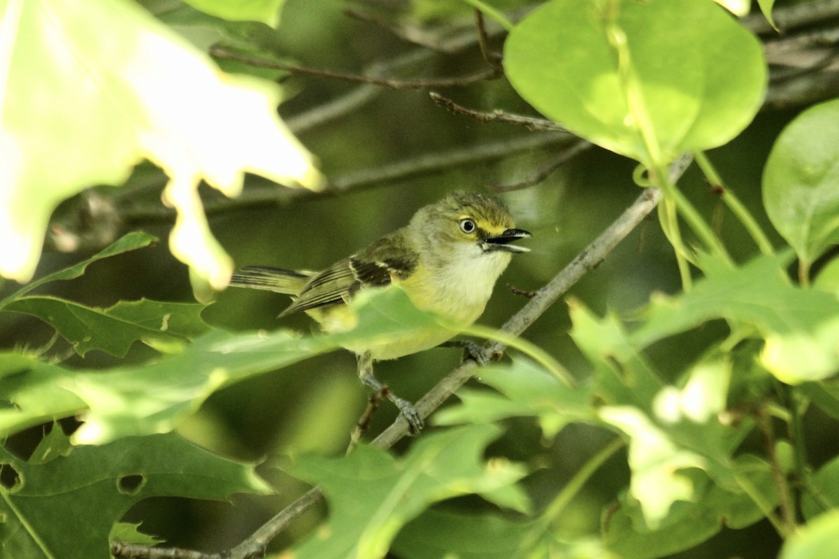 White-eyed Vireo - ML635854678