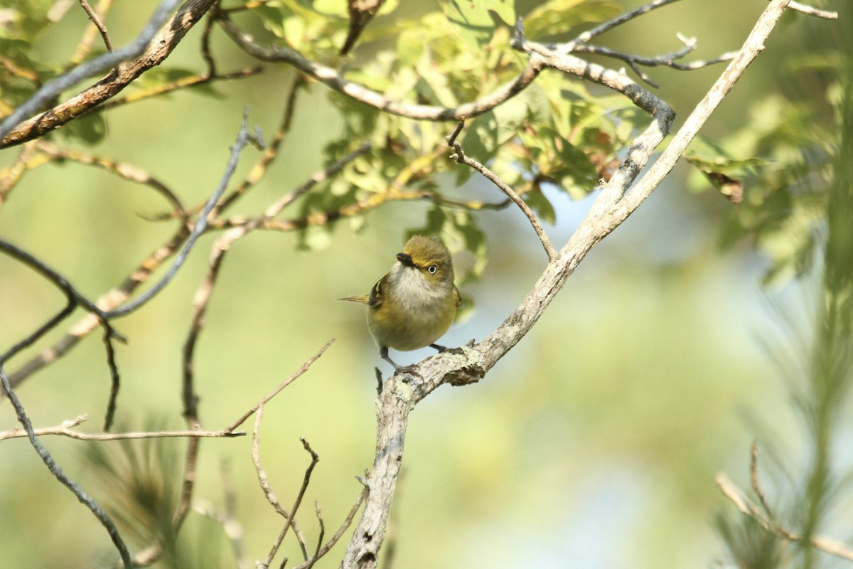 White-eyed Vireo - ML635854681