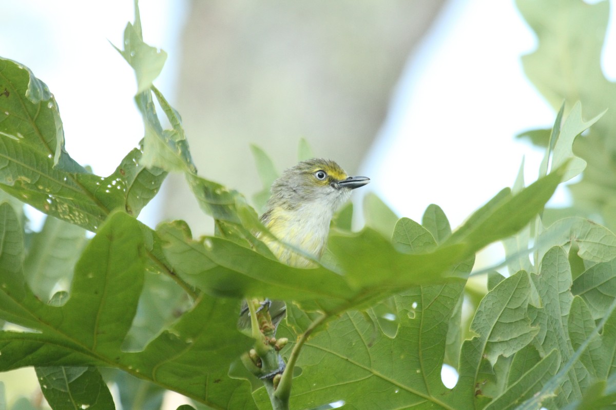 White-eyed Vireo - ML635854682