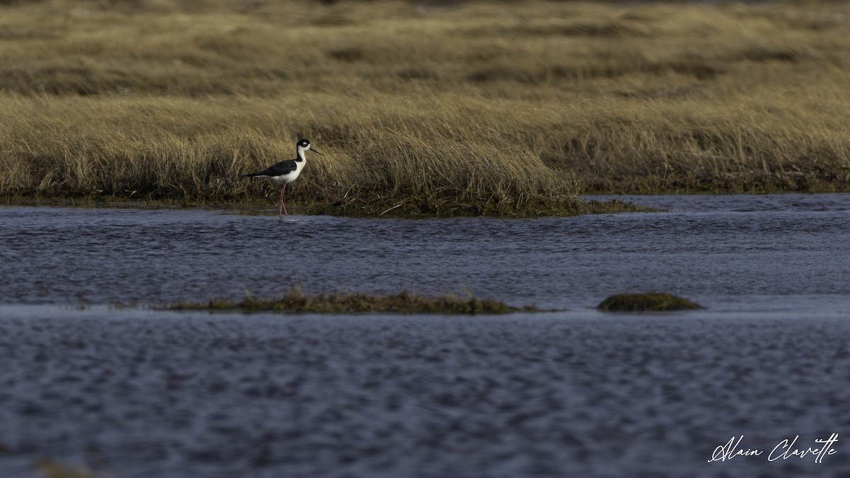 Black-necked Stilt - ML635854686