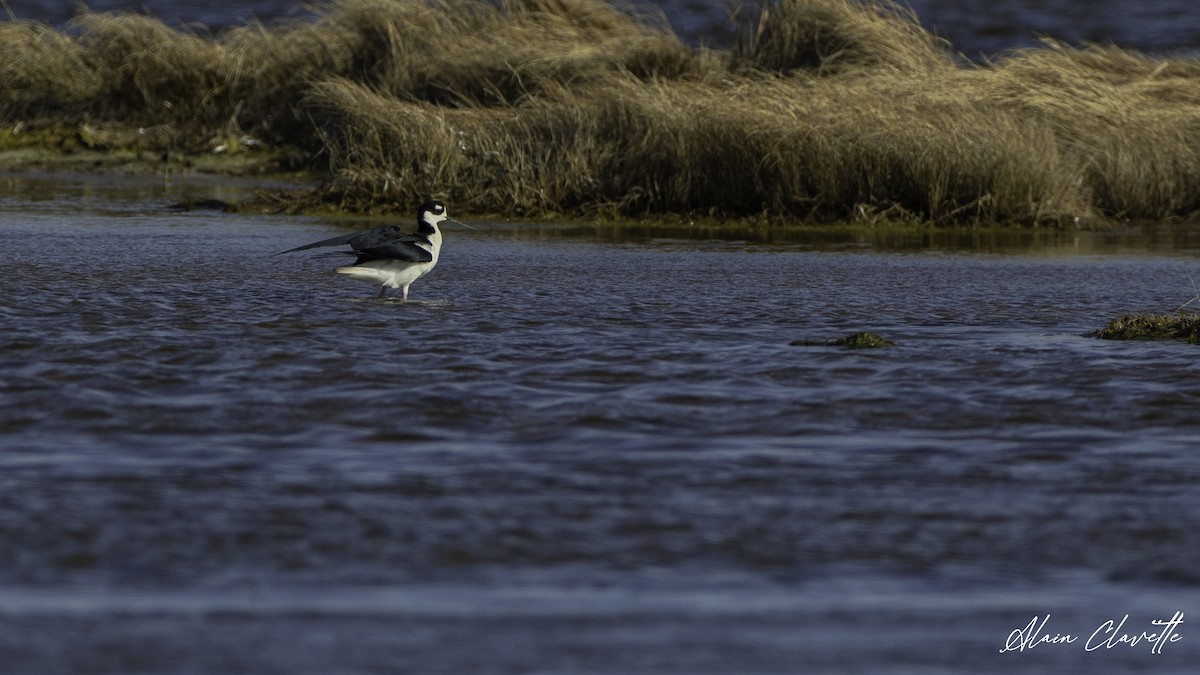 Black-necked Stilt - ML635854687