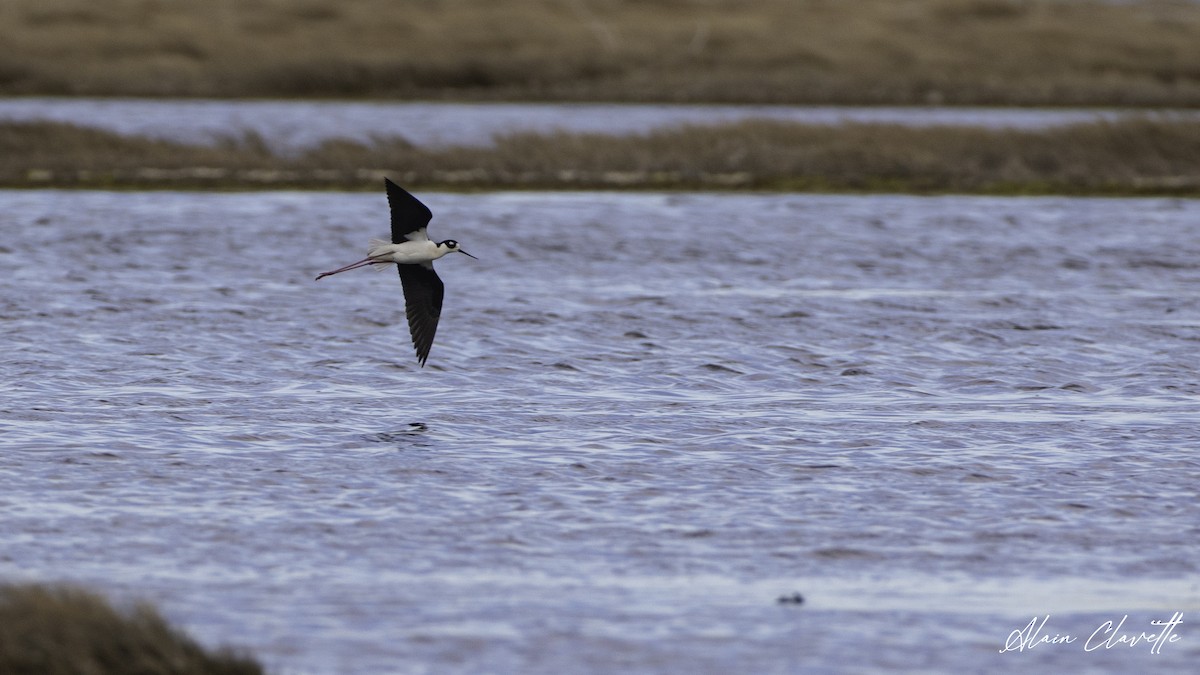 Black-necked Stilt - ML635854688