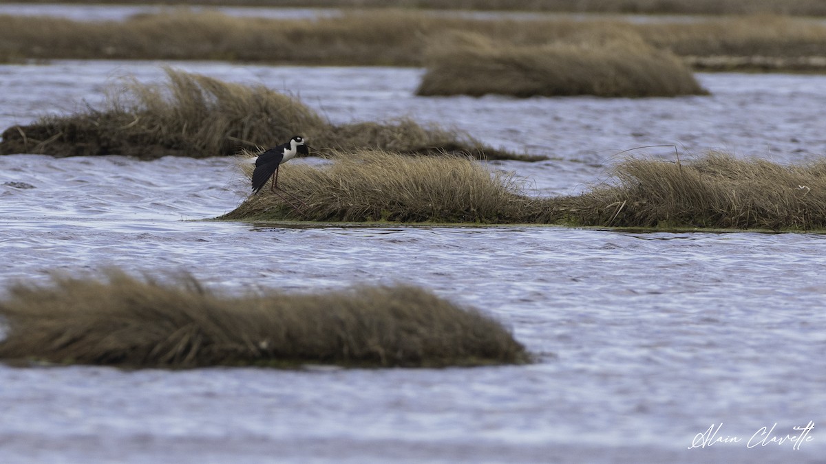 Black-necked Stilt - ML635854689