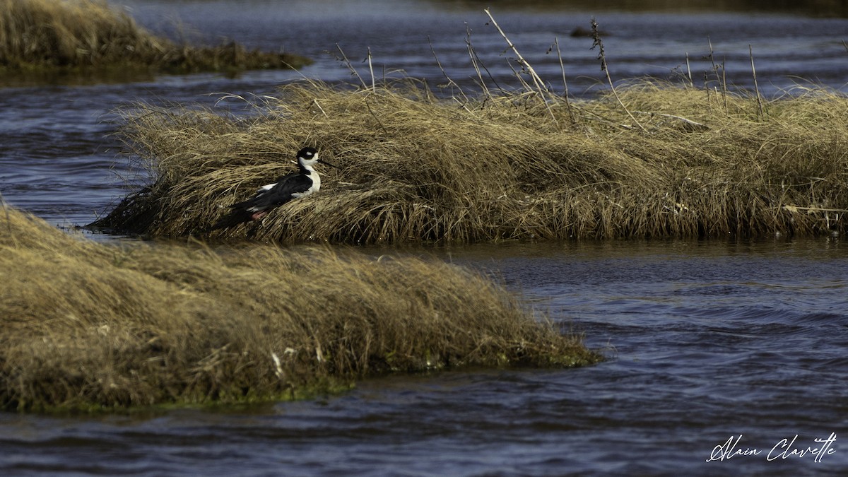 Black-necked Stilt - ML635854690