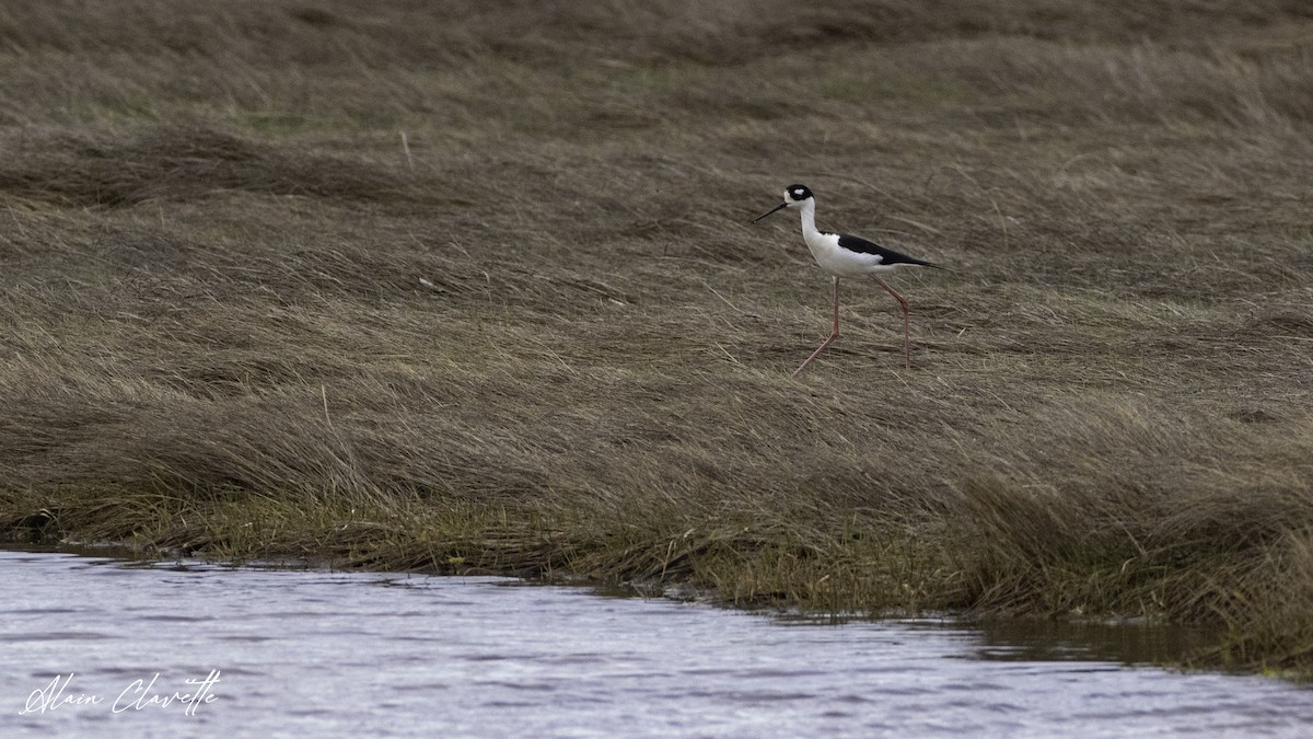 Black-necked Stilt - ML635854691