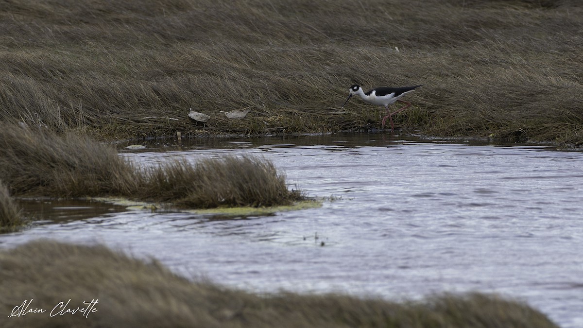 Black-necked Stilt - ML635854692