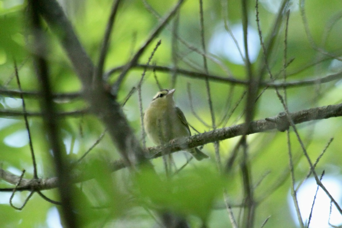 Worm-eating Warbler - ML635854713