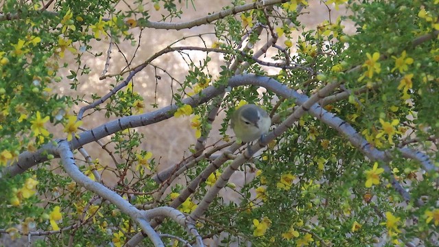 Warbling Vireo - ML635854834