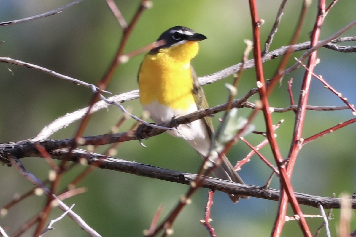 Yellow-breasted Chat - ML635854849