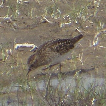 Least Sandpiper - ML635855044