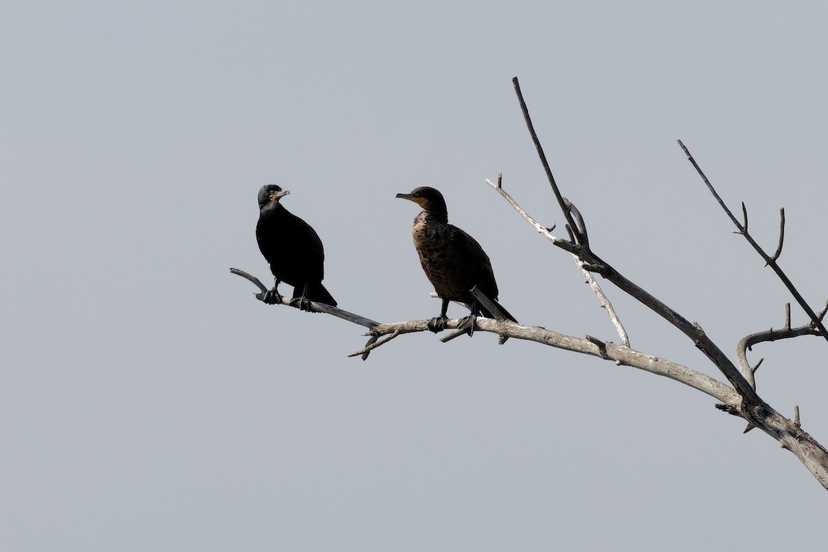 Double-crested Cormorant - ML635855069