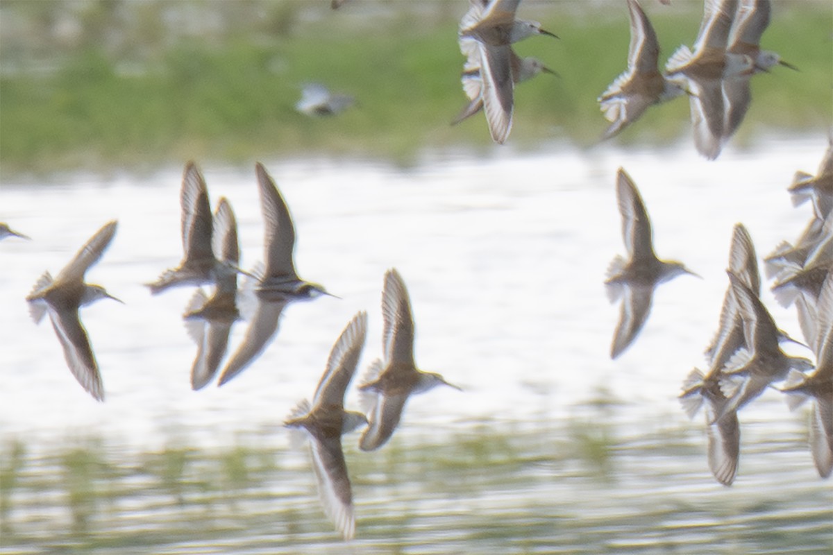 Wilson's Phalarope - ML635855086