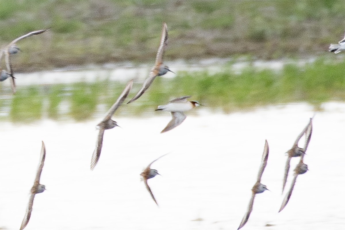 Wilson's Phalarope - ML635855087
