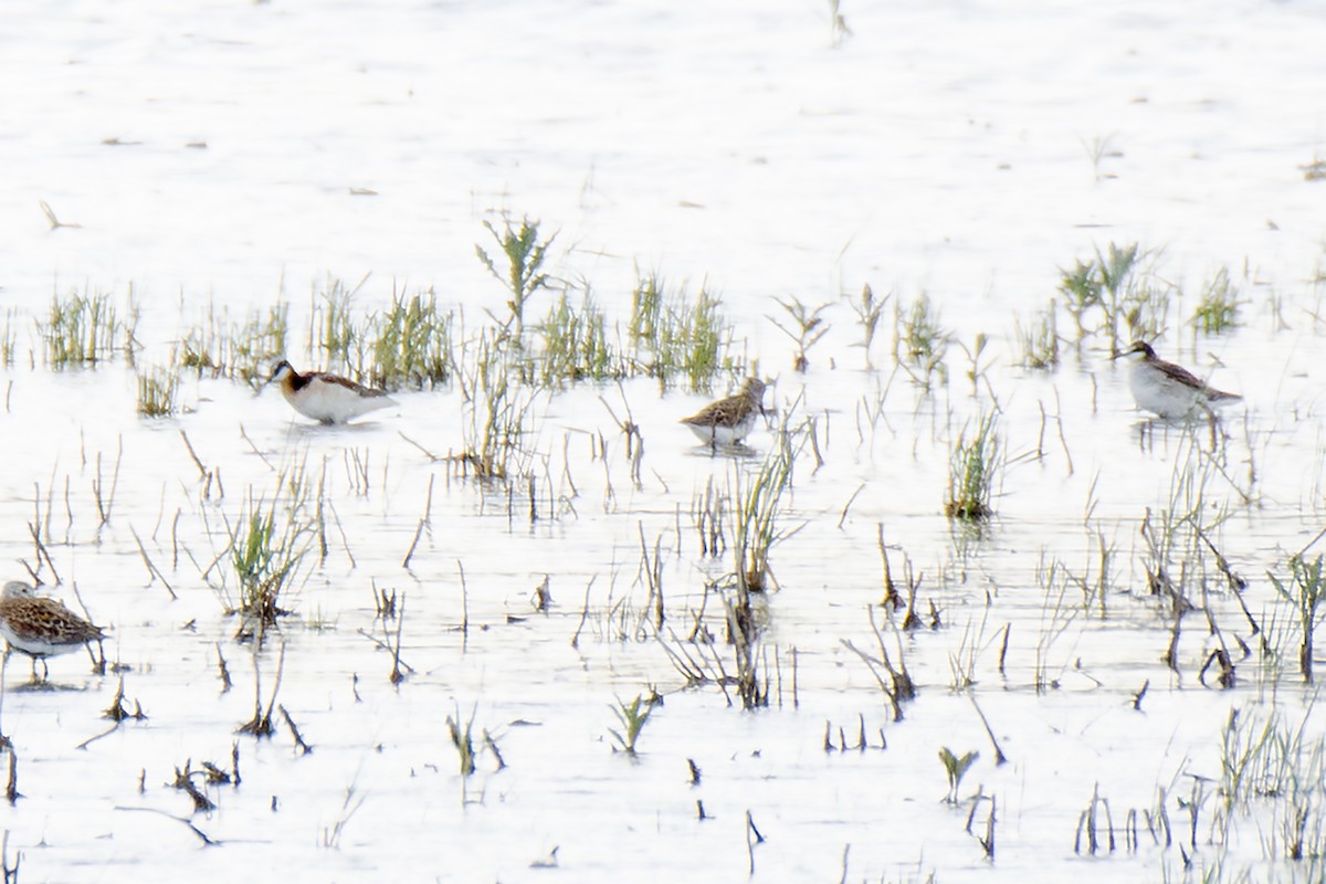Wilson's Phalarope - ML635855088